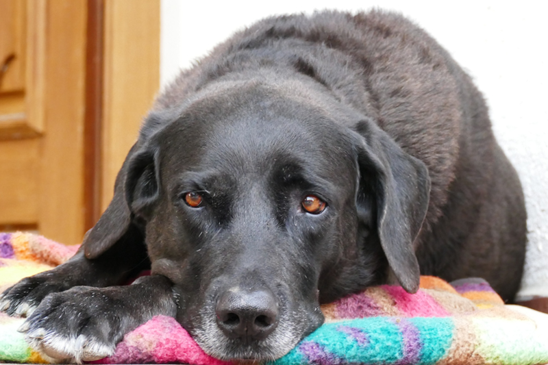 Blog_Leiky_Sodbrennen Sodbrennen beim Hund