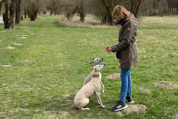 Blog_Leiky_Rueckruf Hundetraining: Rückruf leicht gemacht