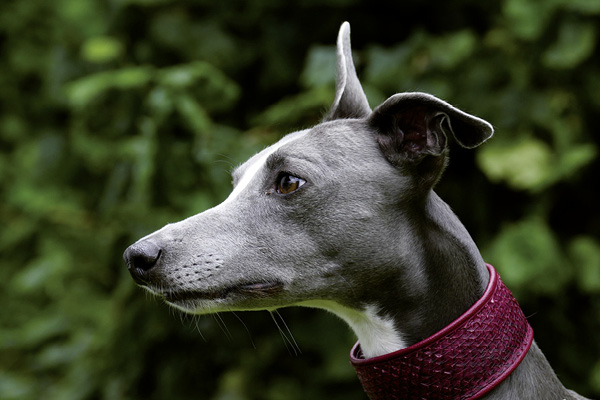 Whippets richtig füttern