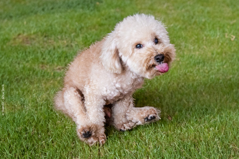 Analdrüsenentzündung beim Hund Analdrüsenentzündung beim Hund