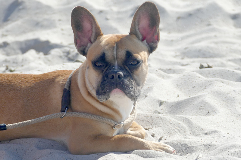 Blog_Leiky_Purinarm Purinarme Hundernährung