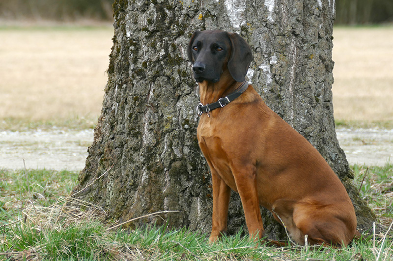 Blog_Leiky_Gebirgsschweisshund Der Bayerische Gebirgsschweißhund