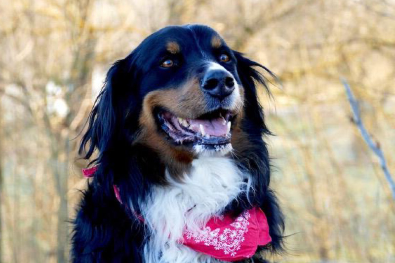 Berner-Sennen-Leiky Der Berner Sennenhund