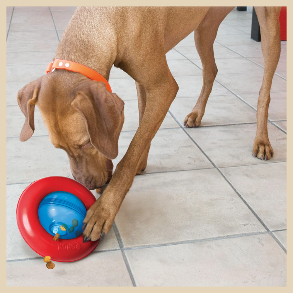 Hundespielzeug KONG® Gyro