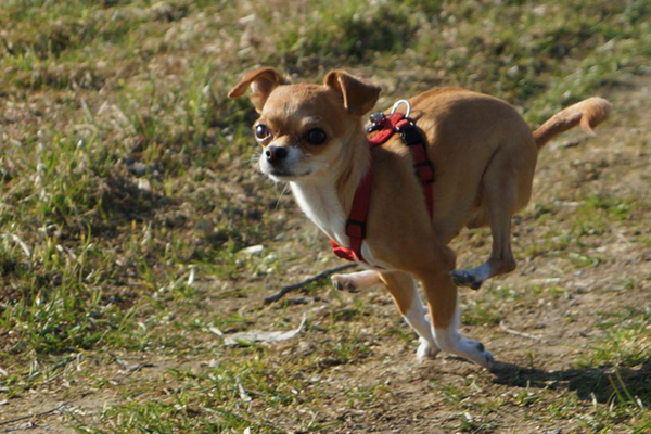Blog_Leiky_Chihuahua Der Chihuahua