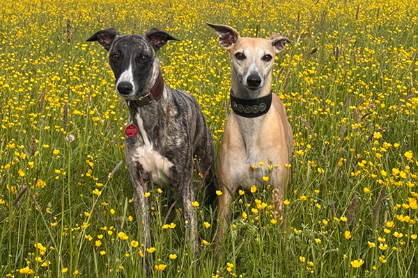 Whippets richtig füttern