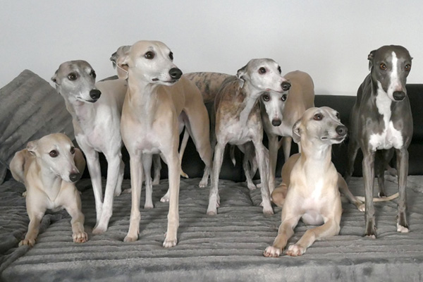 Whippets richtig füttern
