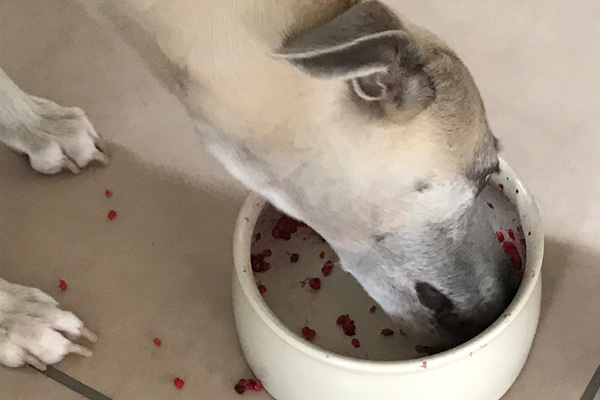 Blog_Leiky_Antischlingnapf Mein Hund schlingt: Zack, weg ist das Futter.