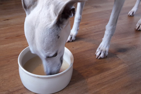 Blog_Leiky_Wildkraeutertee2 Rezept für Hunde - zum gesunden Start ins neue Jahr