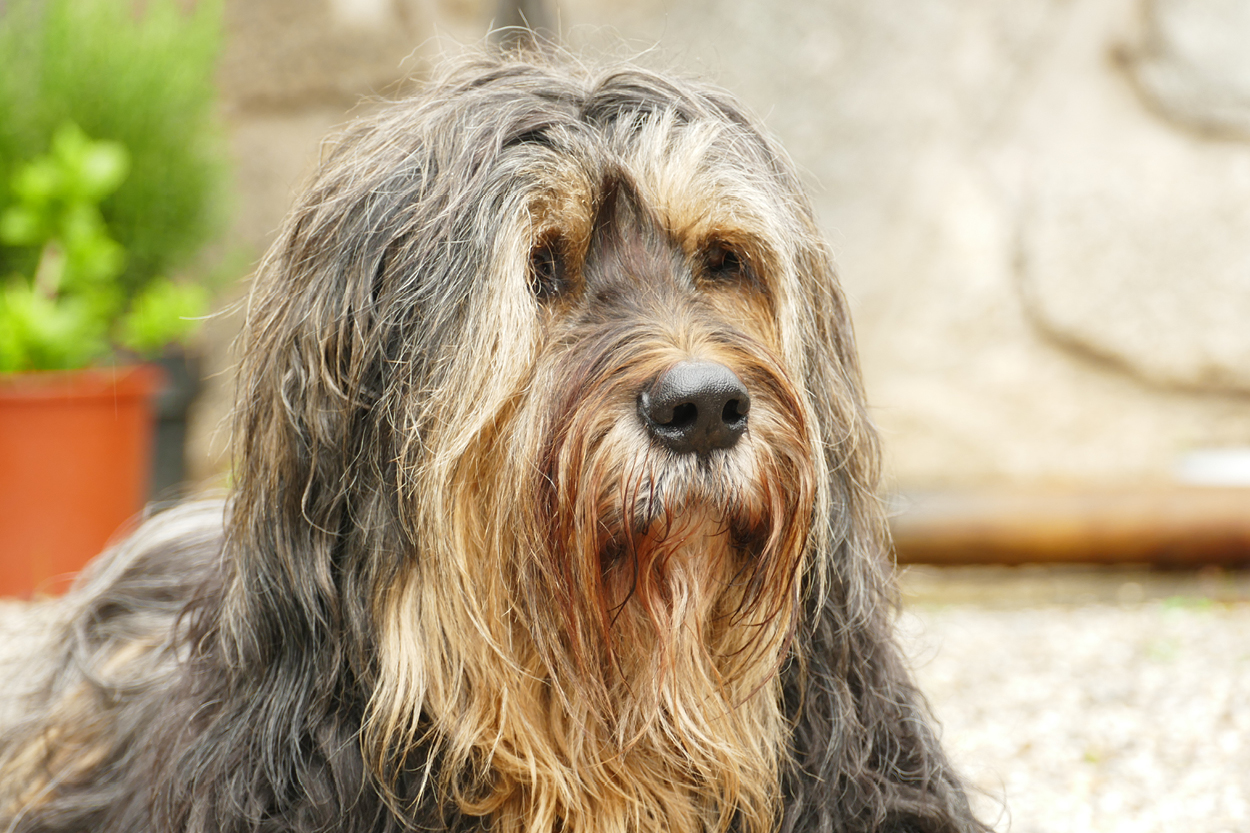 Blog_Biotin Wie wichtig ist Biotin für Hunde?