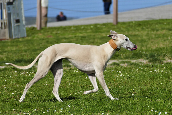 Nordee_mit-Hund_Blog Hundewiese in Norden-Norddeich