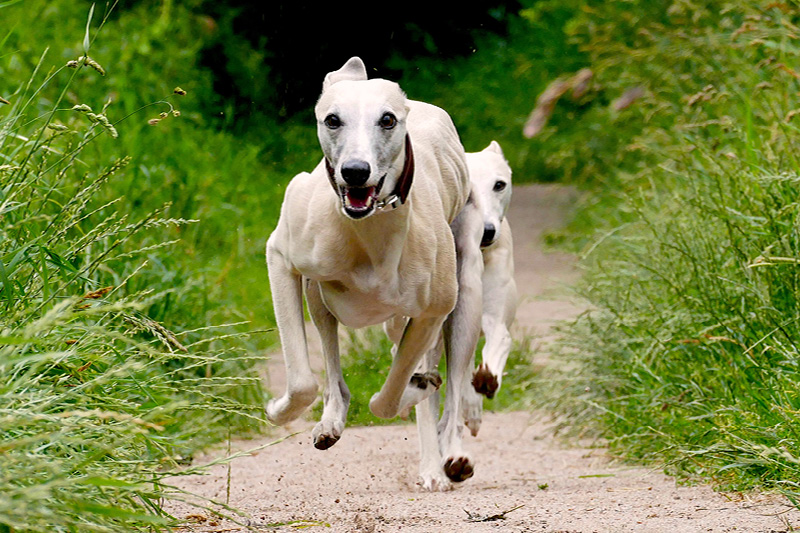 Gruenlippmuschel_Blog_Hund_Katze Gesunde Gelenke, Bänder und Sehnen bei Hunden