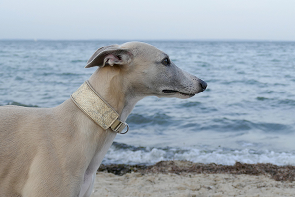 Leiky-Omega-3-Fettsaeuren Omega-3-Fettsäuren im Hundefutter