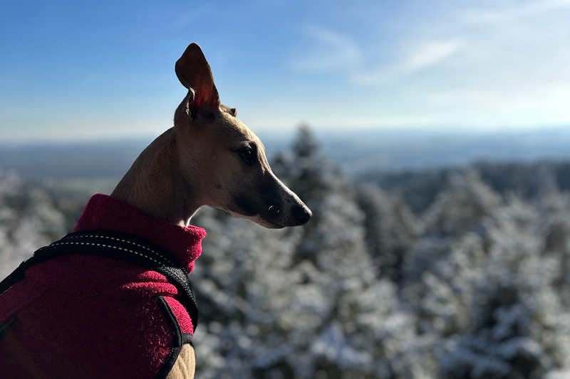 Wandern mit Hund – Rottal Wandern mit Hund – Rottal