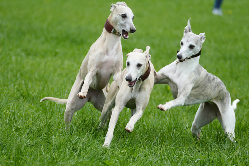 Leiky-Blog-Hundewiese Hundewiese