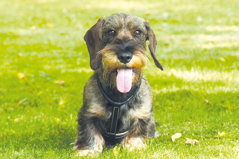 Blog_Leiky_MundgeruchxRNKyucsKAvtC Mundgeruch beim Hund