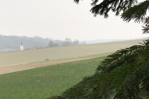 Wanderweg_Schoenau_Blog6cqQwyW0kpB4mO Aussichtsreicher Rundweg mit Hund: Die kleinen Sehenswürdigkeiten von Baumgarten nach Peterskirchen