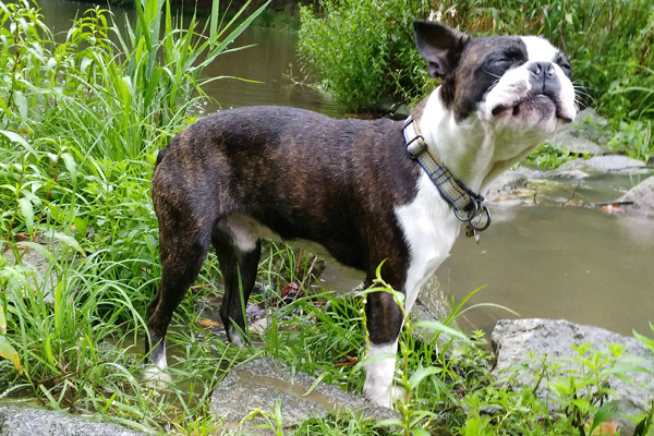 Blog_Leiky_Boston-Terrier2 Der Boston Terrier