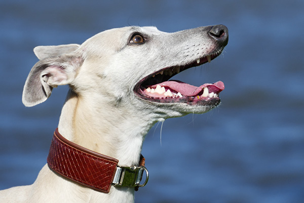 Zahnstein-Hund-2 Zahnstein bei Hund und Katze entfernen