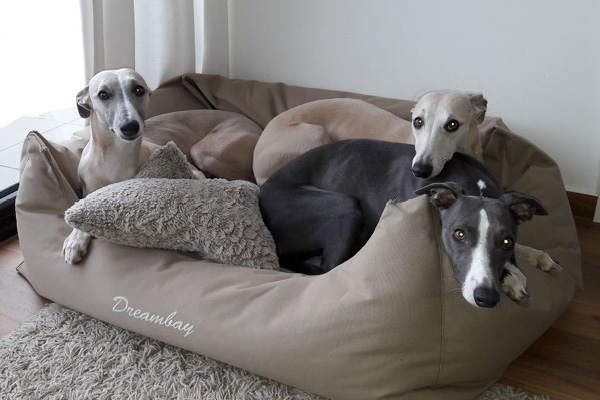 Whippets richtig füttern