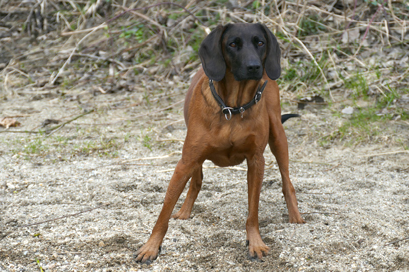Blog_Leiky_Gebirgsschweisshund2 Der Bayerische Gebirgsschweißhund
