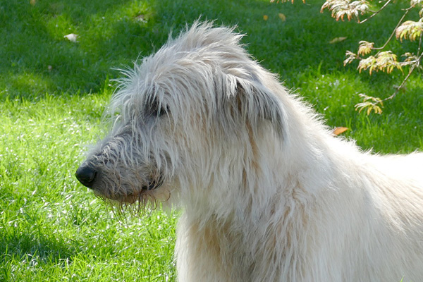 Blog_Leiky_Wolfshund2 Der irische Wolfshund (Irish Wolfhound)
