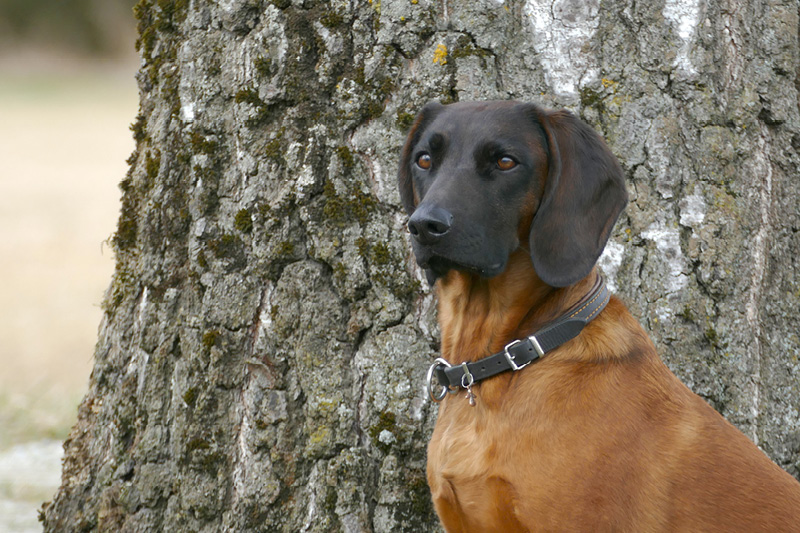 Blog_Leiky_Gebirgsschweisshund3 Der Bayerische Gebirgsschweißhund
