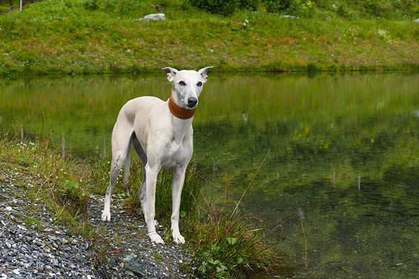 Wanderweg-Rauris_Blog4 Wanderung mit Hund in Österreich
