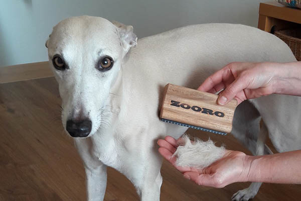 Leiky_Fellwechsel_Blog Mit richtiger Ernährung Hund im Fellwechsel unterstützen