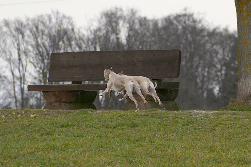 Leiky-Blog-Hundewiese4 Hundewiese