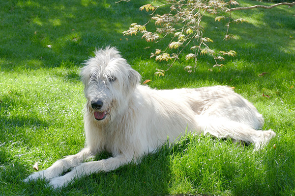 Blog_Leiky_Wolfshund Der irische Wolfshund (Irish Wolfhound)