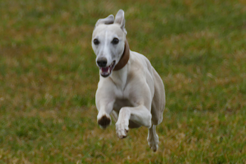 Leiky-Blog-Hundewiese5 Hundewiese