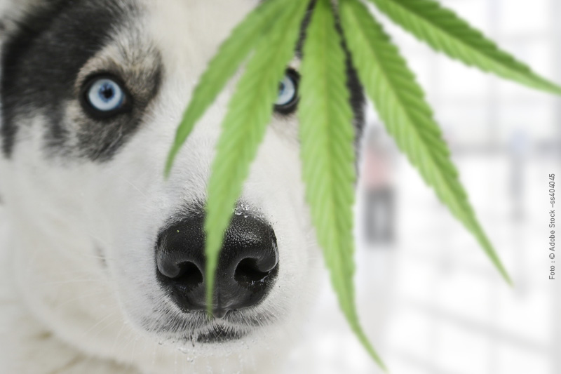 Leiky_Hanfoel_BlogTtNggiH3CH7WV Hanf für Hunde und Katzen?