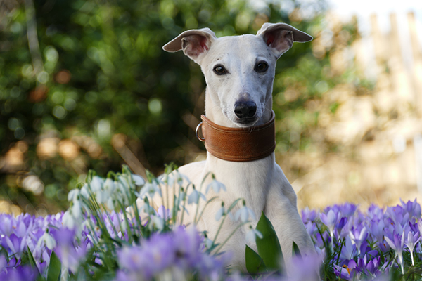 Leiky-Fruehjahrsputz_ Hundefit in den Frühling