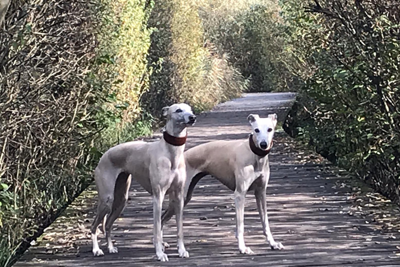 Leiky-Blog-Suedtirol2 Wandern mit Hund in Südtirol