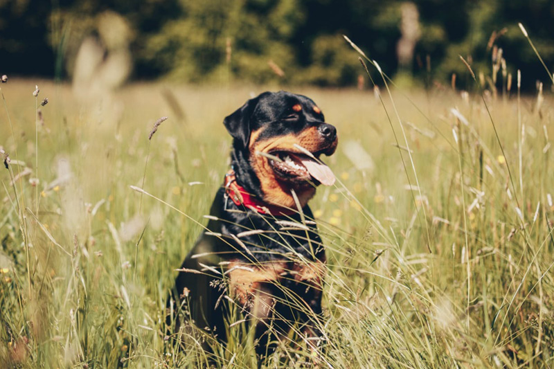 Blog_Leiky_Rottweiler Der Rottweiler