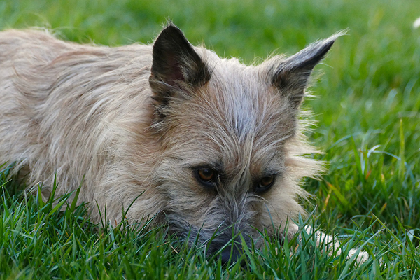 Blog_Leiky_Durchfall Hilfe, mein Hund hat Durchfall!