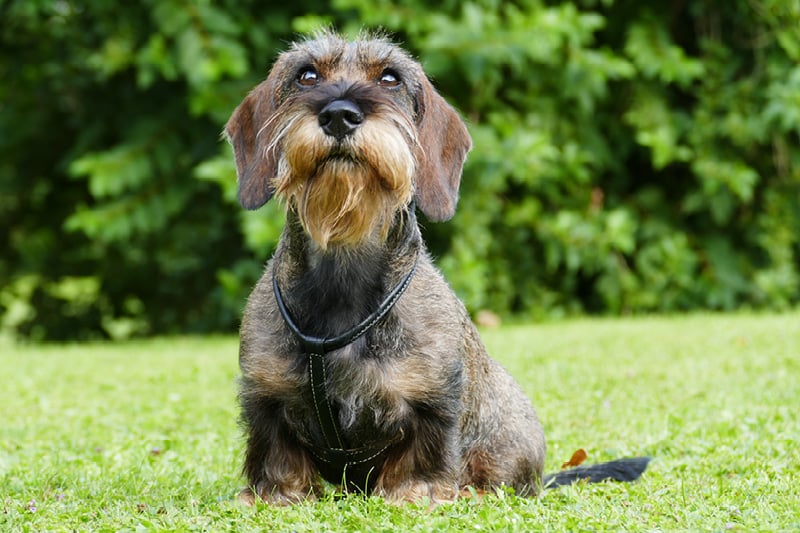 Blog_Leiky_Rauhhaardackell08tAZGe6hjbd Rasseportrait – der Rauhaardackel