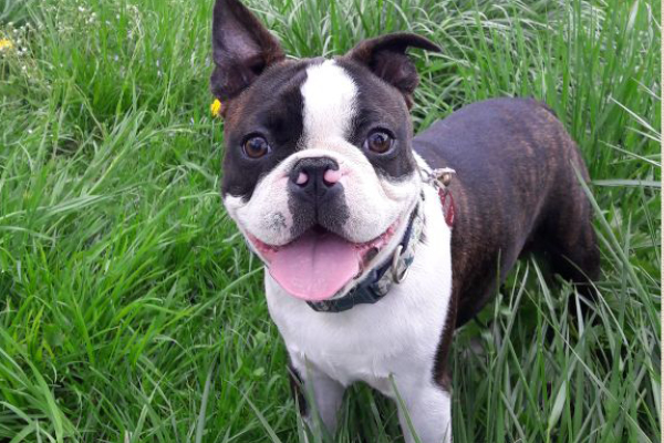 Blog_Leiky_Boston-Terrier Der Boston Terrier