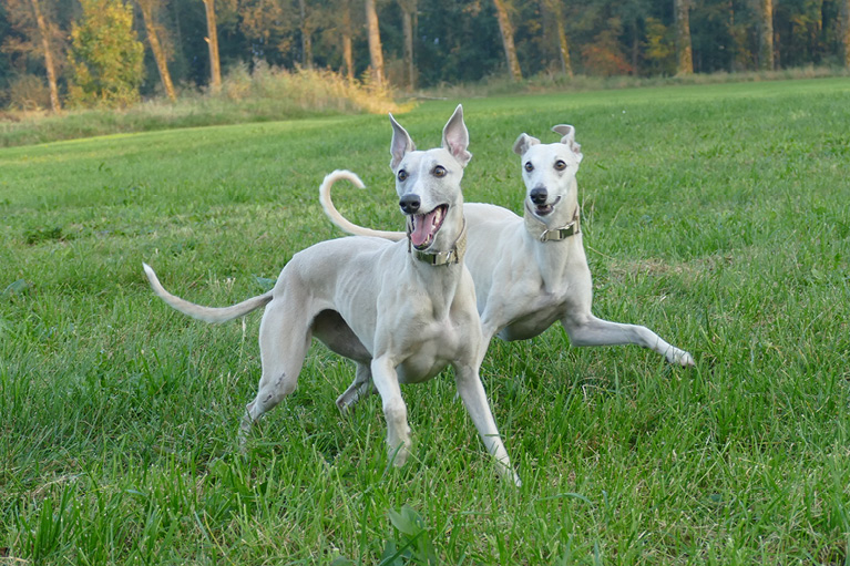Blog_Leiky_Whippets5 Rasseportrait - der Whippet