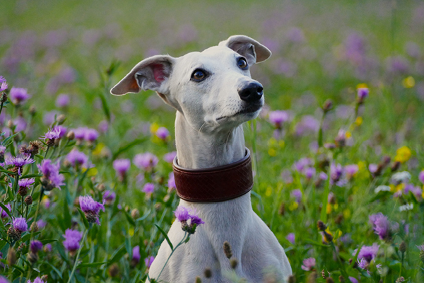 Leiky-Darmkraeuter Kräuter für den Hunde-Darm