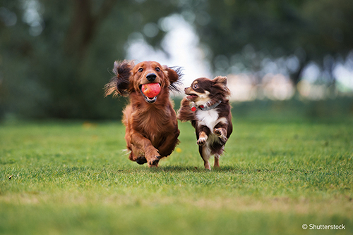 Blog_Leiky_Artgerechte_Ernaehrung_485806801zvDw2kD3vundD Gesunde und artgerechte Ernährung für den Hund