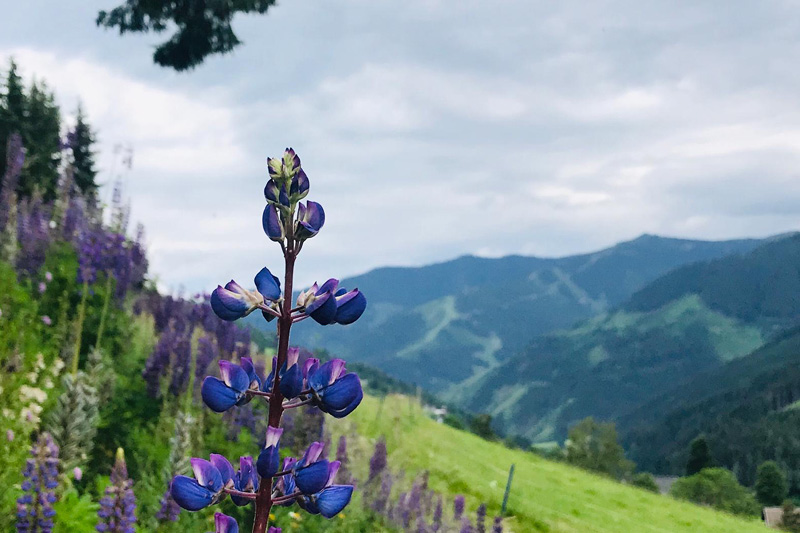 Saalbach-Wandern_Hund5 Wandern mit Hund in Österreich