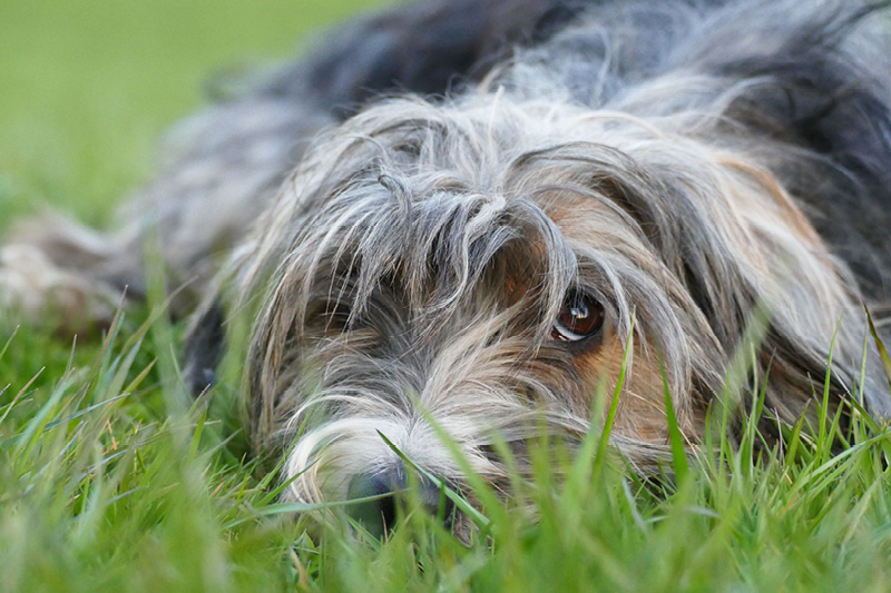 Blog_Leiky_Magen Magenprobleme beim Hund