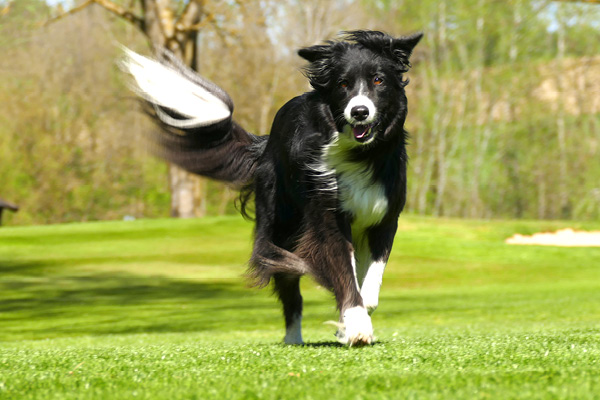 Blog_Leiky_Australian-Shepard2 Der Australian Shepherd