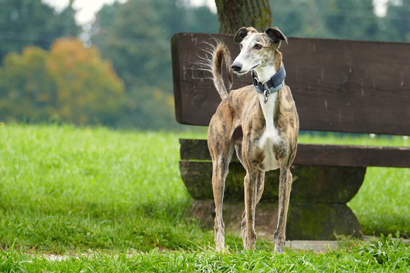 Leiky-Blog-Hundewiese6 Hundewiese