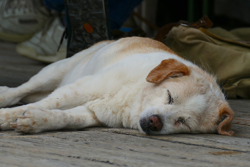 Alte-Hunde Wenn mein Hund alt wird ...