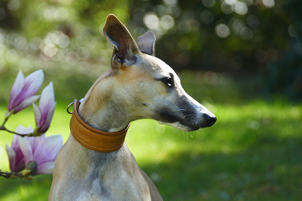 Whippets richtig füttern
