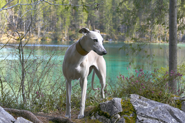 Leiky-Hintersee Wandern mit Hund in Berchtesgaden