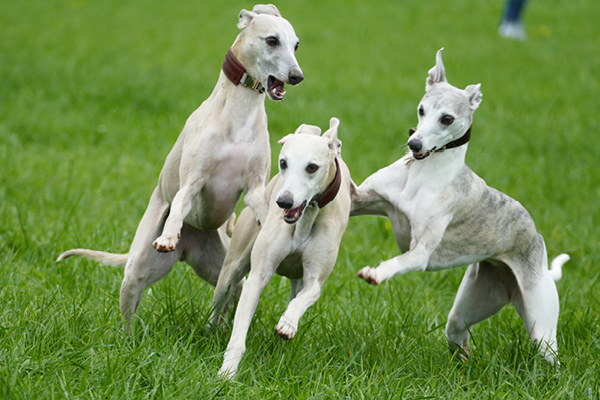Whippets richtig füttern